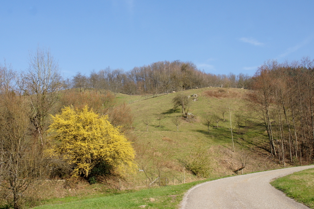 Der Gelbe Busch