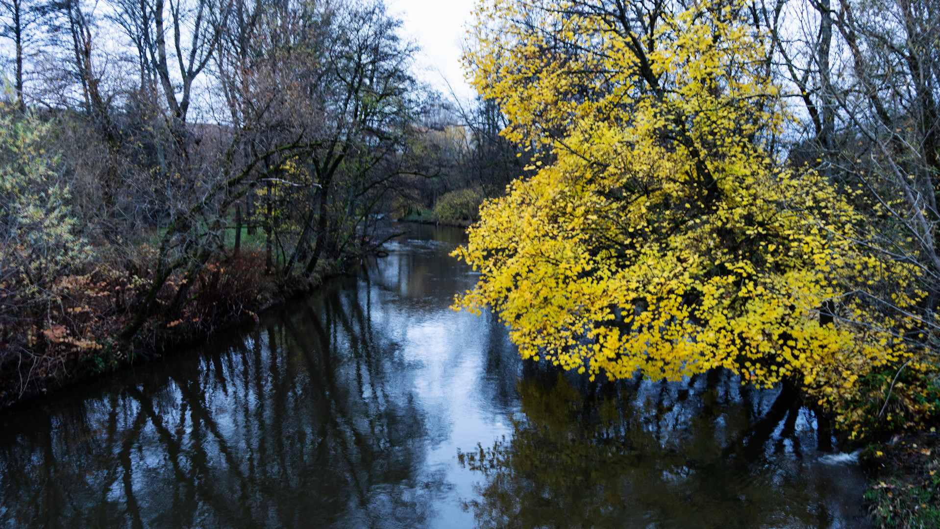 der gelbe Busch