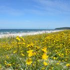 Der Gelbe Deich auf Hiddensee 