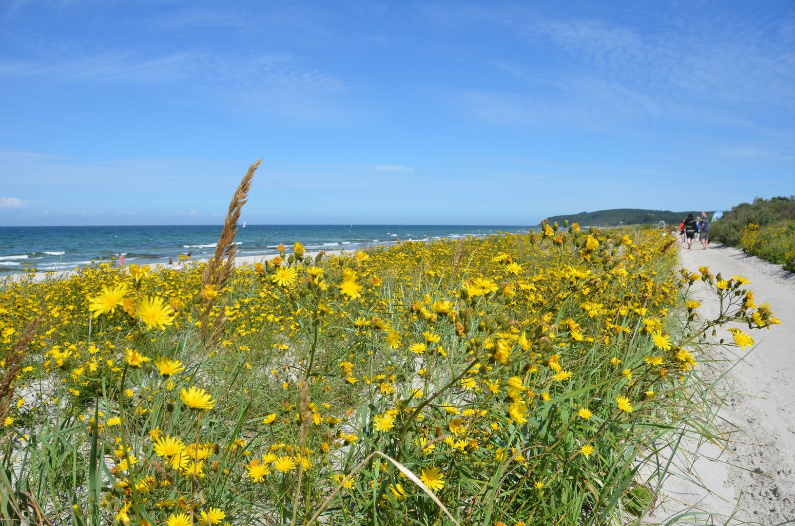 Der Gelbe Deich auf Hiddensee 