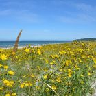 Der Gelbe Deich auf Hiddensee 