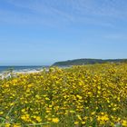 Der Gelbe Deich auf Hiddensee 