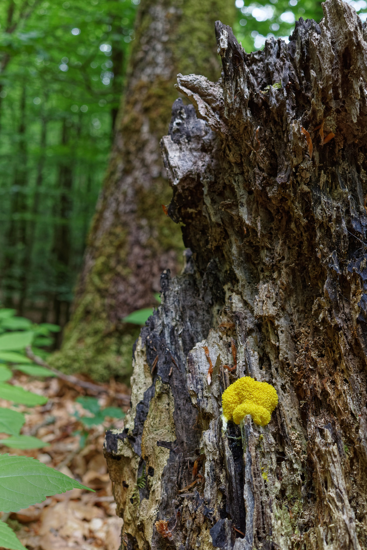 Der gelbe Fleck Foto & Bild