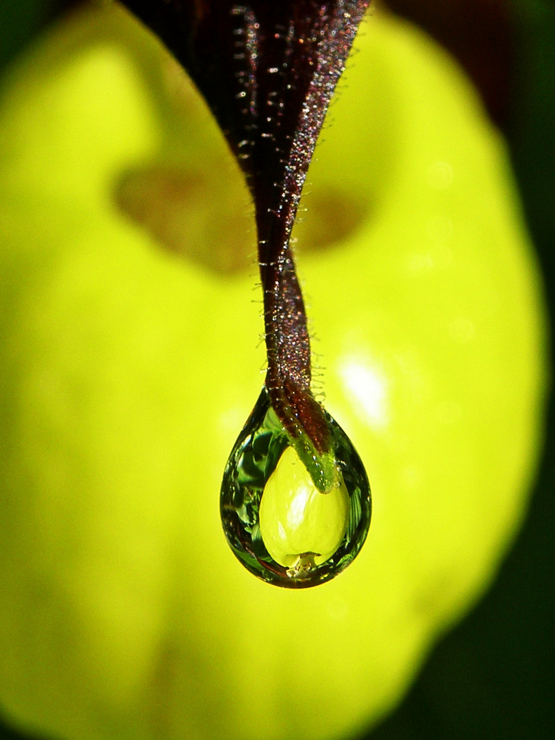 Der Gelbe Frauenschuh(Cypripedium calceolus)