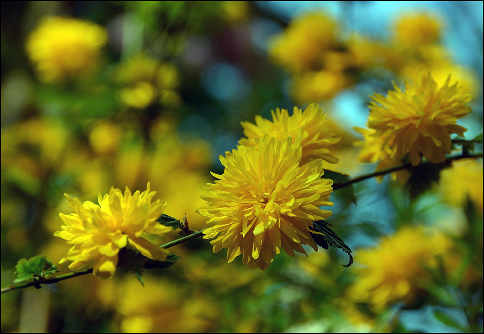 Der gelbe Frühling