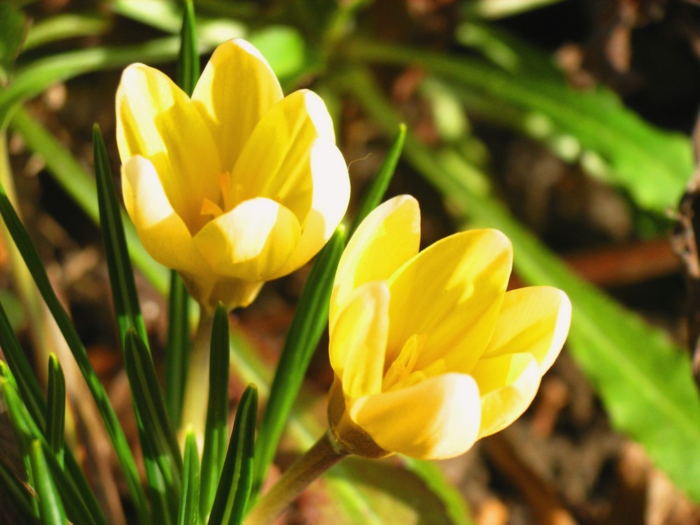 der gelbe Krokus