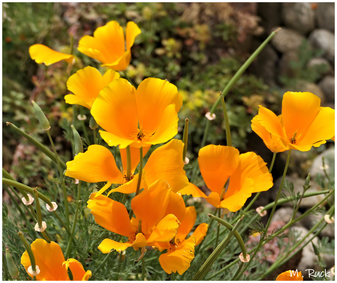 Der gelbe Mohn steht in voller Blüte , Foto & Bild pflanzen, pilze