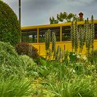 Der gelbe Schulbus (IMG_3792)