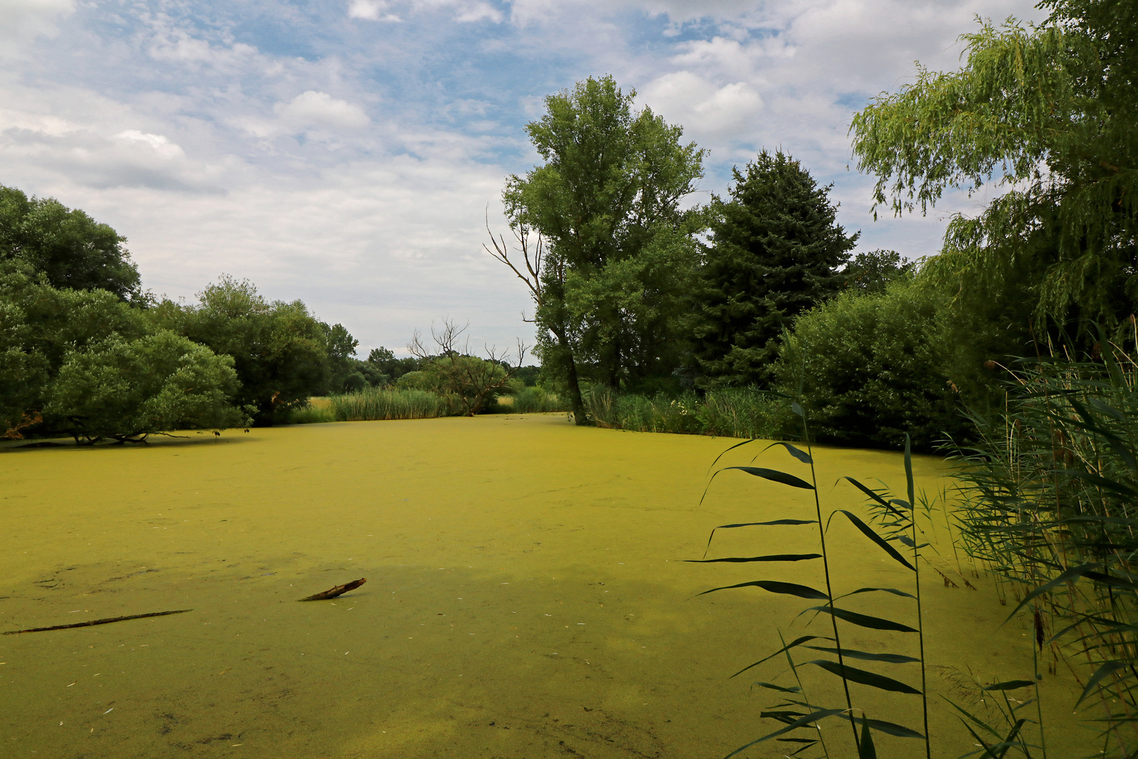 Der gelbe Teich Foto & Bild landschaften, sommer, wasser Bilder auf