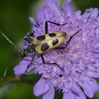 Der Gelbe Vierfleckbock (Pachyta quadrimaculata)