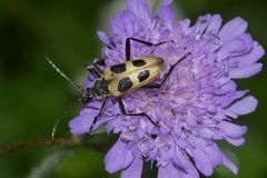 Der Gelbe Vierfleckbock (Pachyta quadrimaculata)