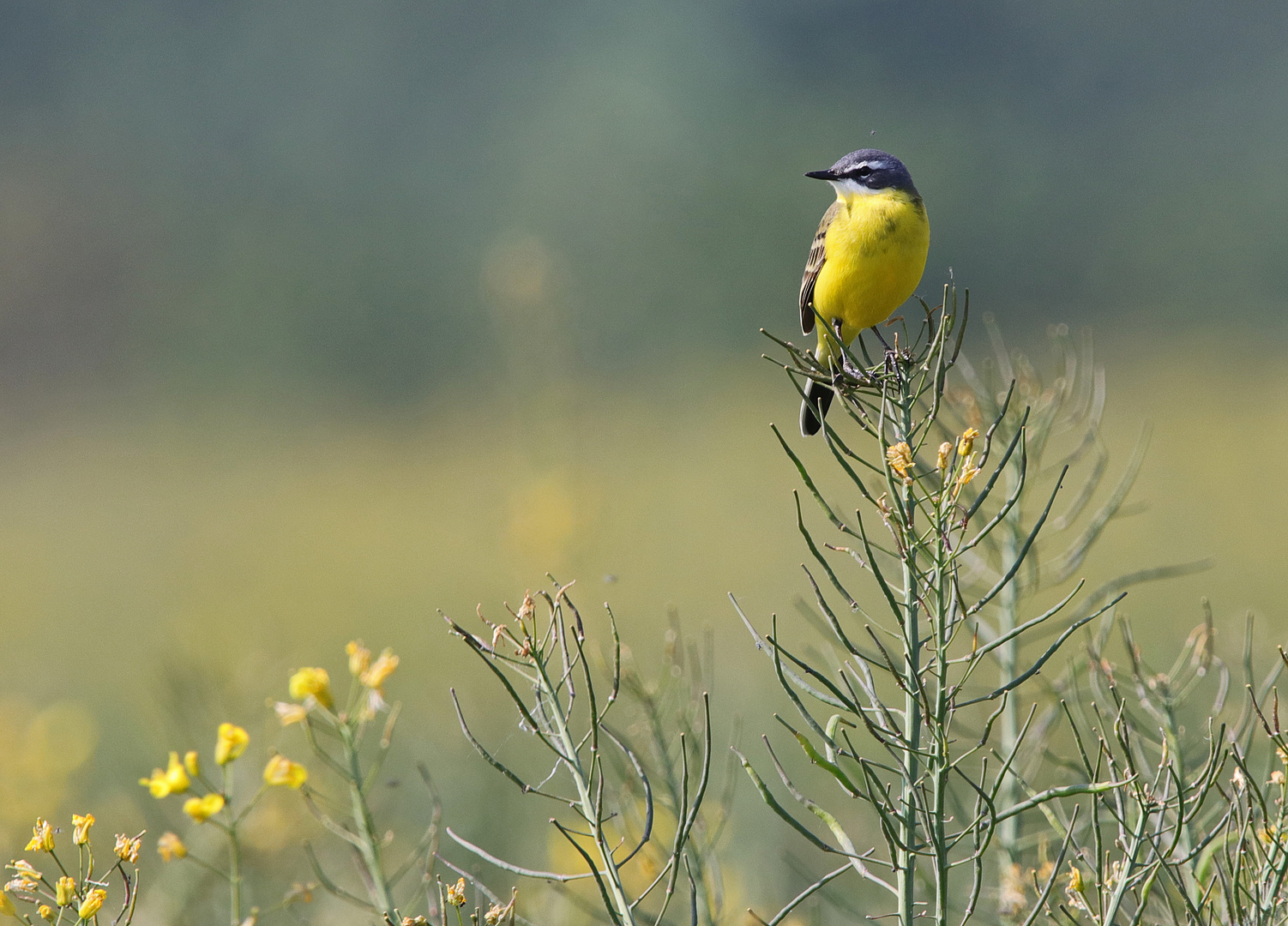 Der gelbe Vogel Foto & Bild tiere, wildlife, wild lebende vögel
