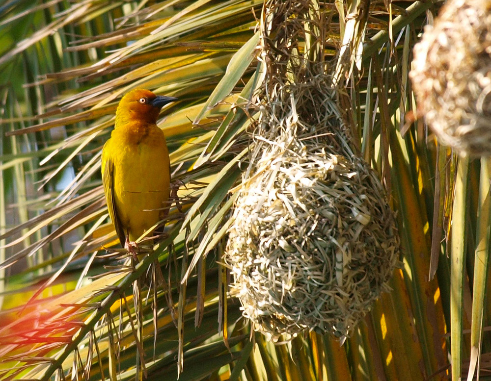 Der gelbe Vogel in Port Elizabeth, Südafrika