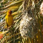 Der gelbe Vogel in Port Elizabeth, Südafrika