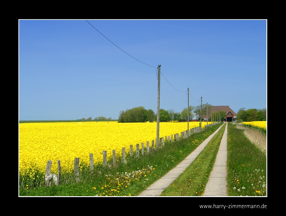 Der gelbe Weg