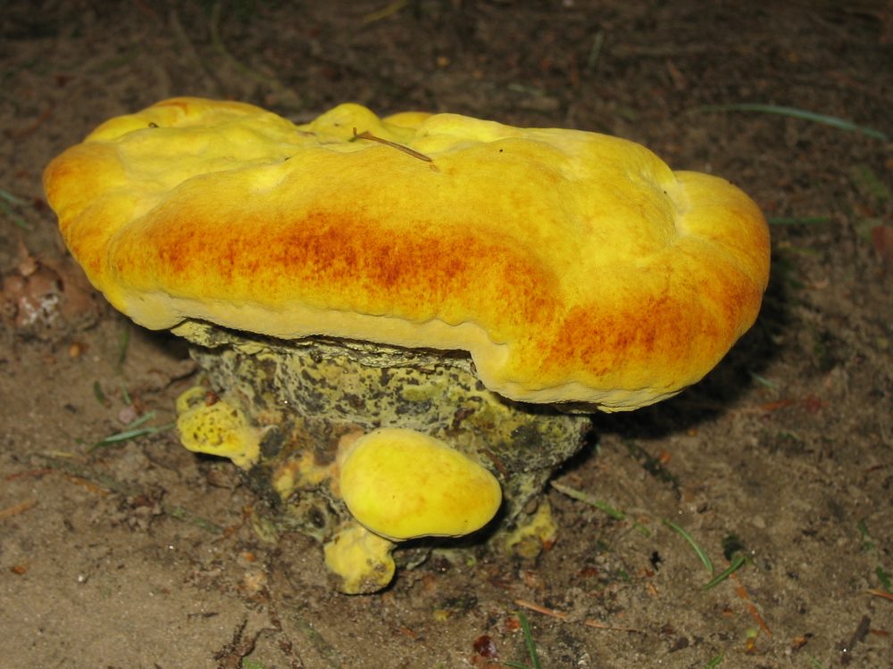 Der gelbe Zerstörer - Phaeolus schweinitzii