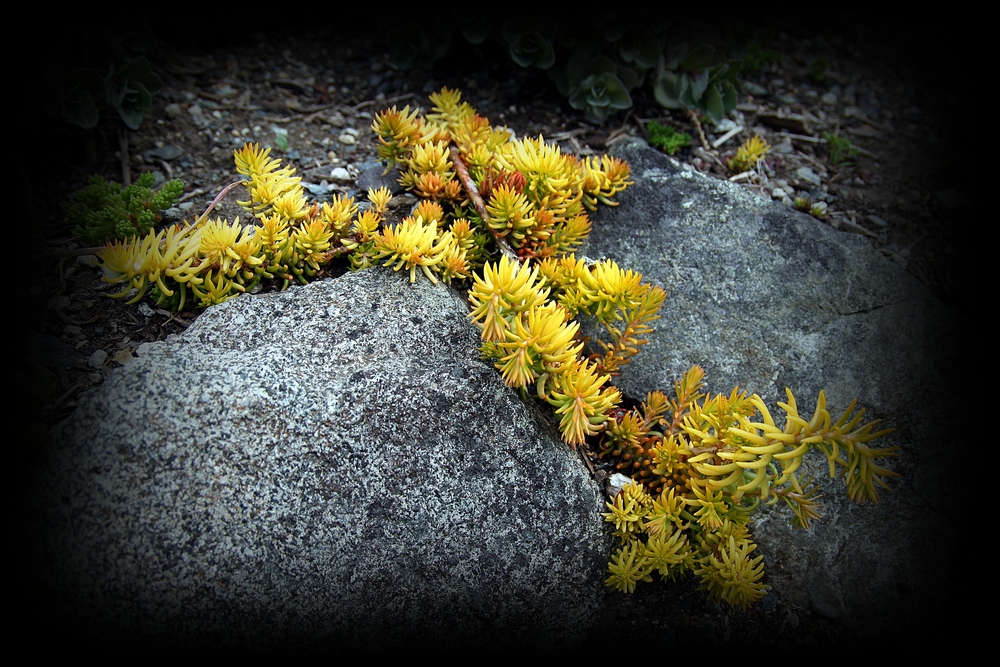 Der Gelber Drache - The Yellow Dragon :-)))