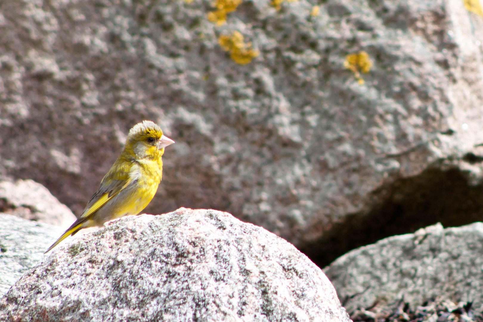 Der gelber, kleiner Vogel