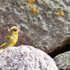 Der gelber, kleiner Vogel