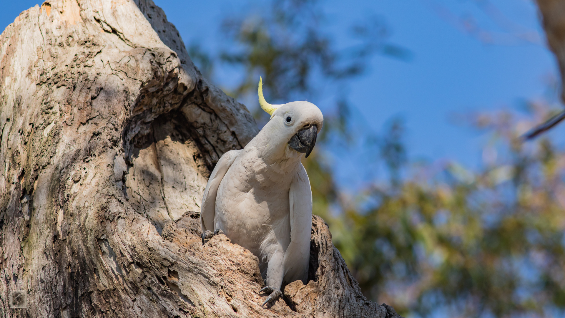 Der Gelbhaubenkakadu (Cacatua galerita) 