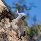 Der Gelbhaubenkakadu (Cacatua galerita) 