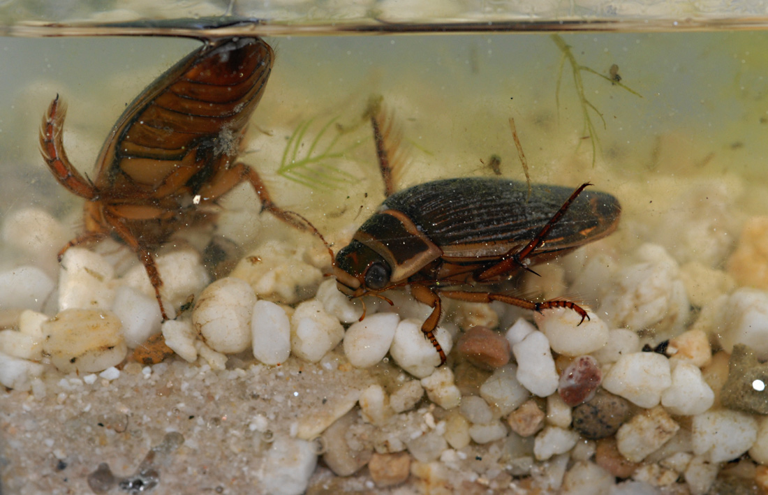 Der Gelbrandkäfer, ein arger Räuber im Teich