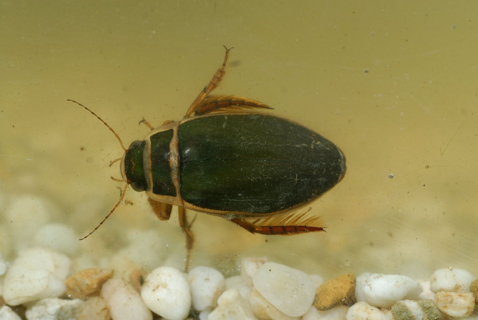 Der Gelbrandkäfer, ein arger Räuber im Teich. Hier ein männliches Tier