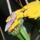 Der Gelbrücken-Rainfarnwickler (Dichrorampha flavidorsana) ...