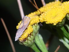 Der Gelbrücken-Rainfarnwickler (Dichrorampha flavidorsana) ...