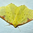 Der GELBSPANNER (OPISTHOGRAPTIS LUTEOLATA) . . .