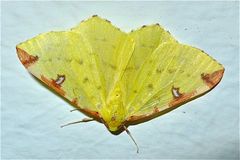 Der GELBSPANNER (OPISTHOGRAPTIS LUTEOLATA) . . .