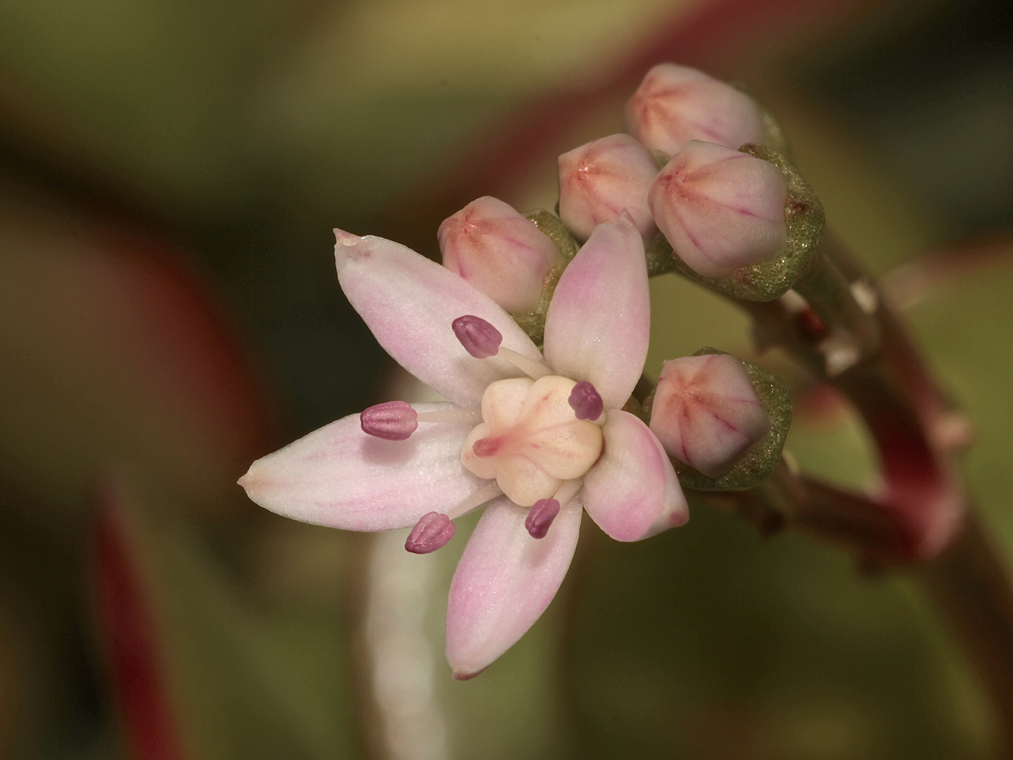 Der Geldbaum oder Pfennigbaum (Crassula ovata) blüht - ...