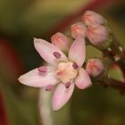 Der Geldbaum oder Pfennigbaum (Crassula ovata) blüht - ...