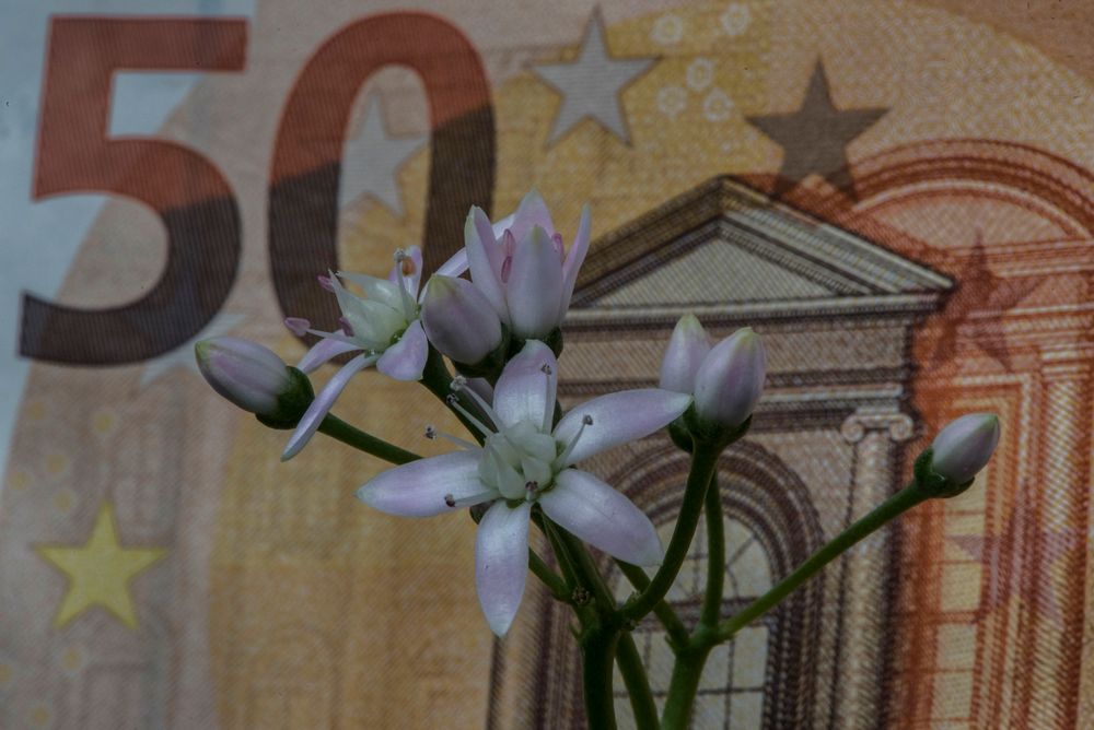 der Geldbaum und seine Blüten 