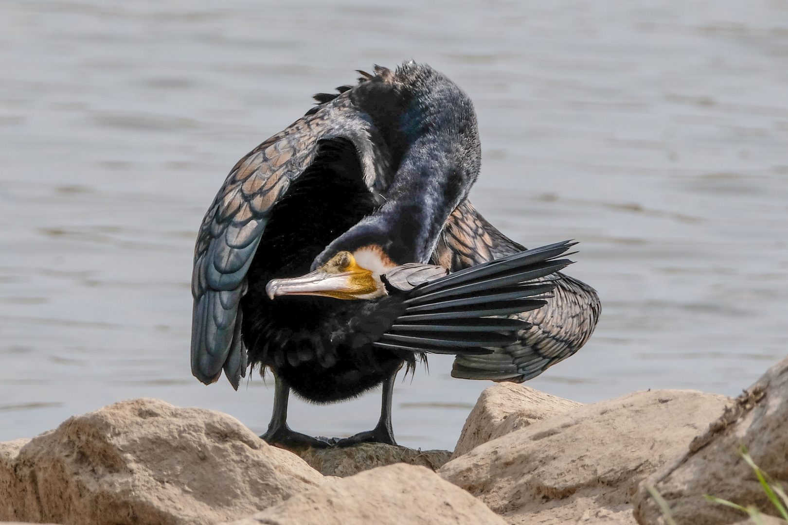 Der gelenkige Kormoran.