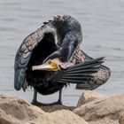 Der gelenkige Kormoran.