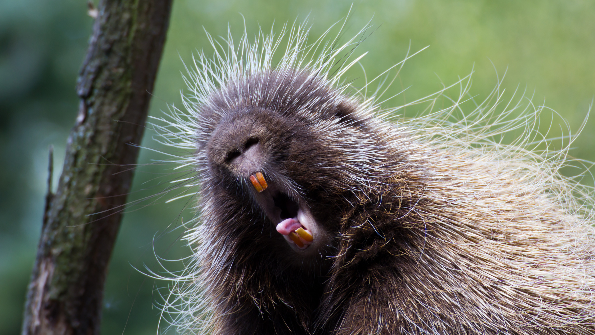 Der GEMEINE Baumstachler