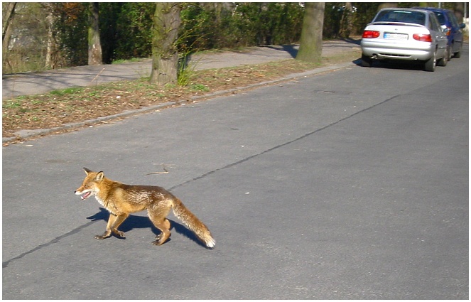 Der gemeine Berliner Stadt-Fuchs