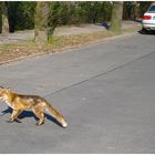 Der gemeine Berliner Stadt-Fuchs