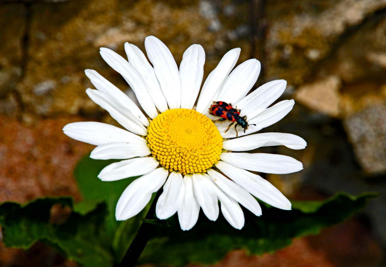 Der gemeine Bienenkäfer