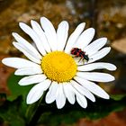 Der gemeine Bienenkäfer