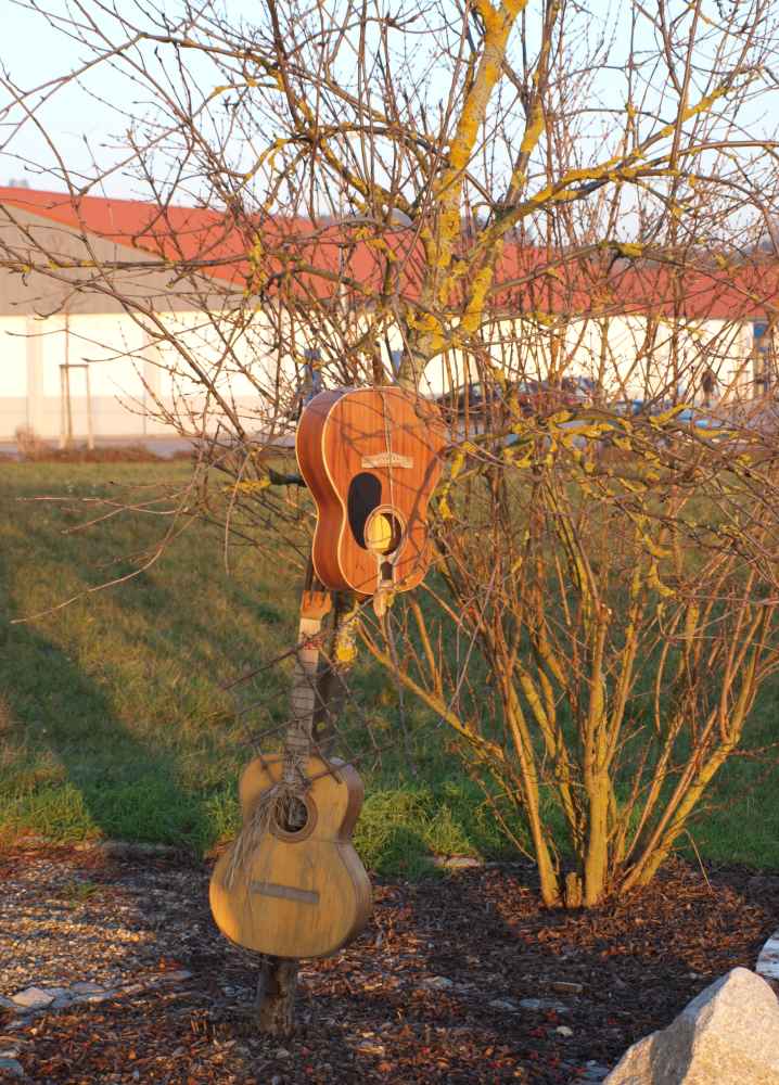 der gemeine Gitarrenbaum