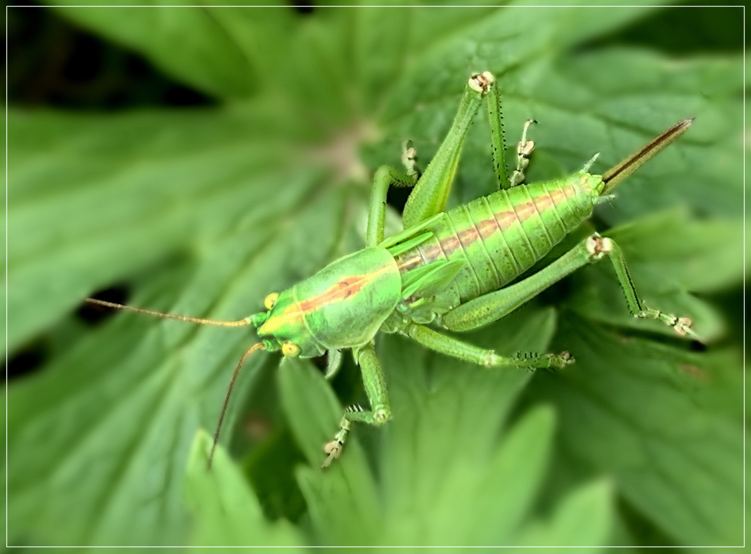 Der Gemeine Grashüpfer (Chorthippus parallelus)