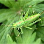 Der Gemeine Grashüpfer (Chorthippus parallelus)