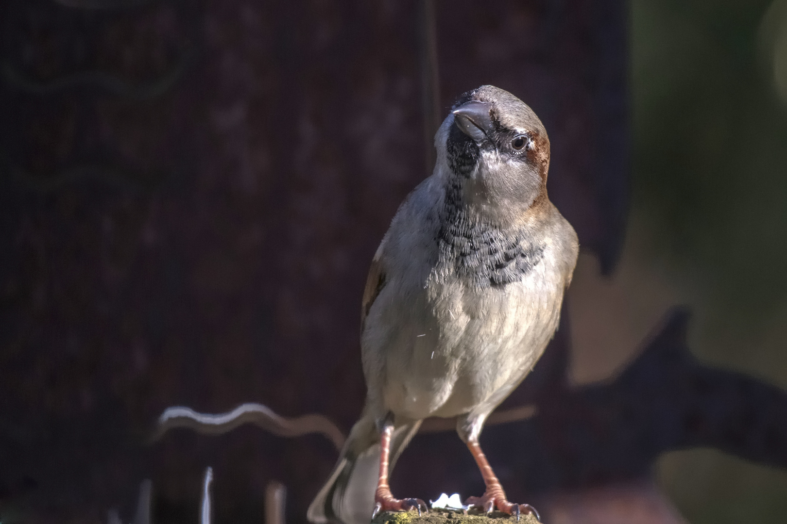 der "gemeine" Hausspatz