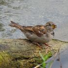 Der gemeine Haussperling (Spatz)