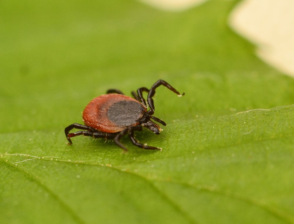 Der gemeine Holzbock (Ixodes ricinus)