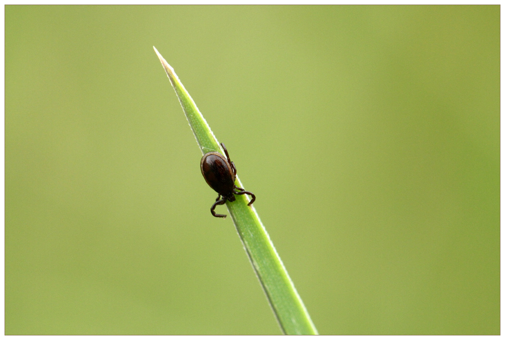 Der Gemeine Holzbock (Ixodes ricinus)  Männchen