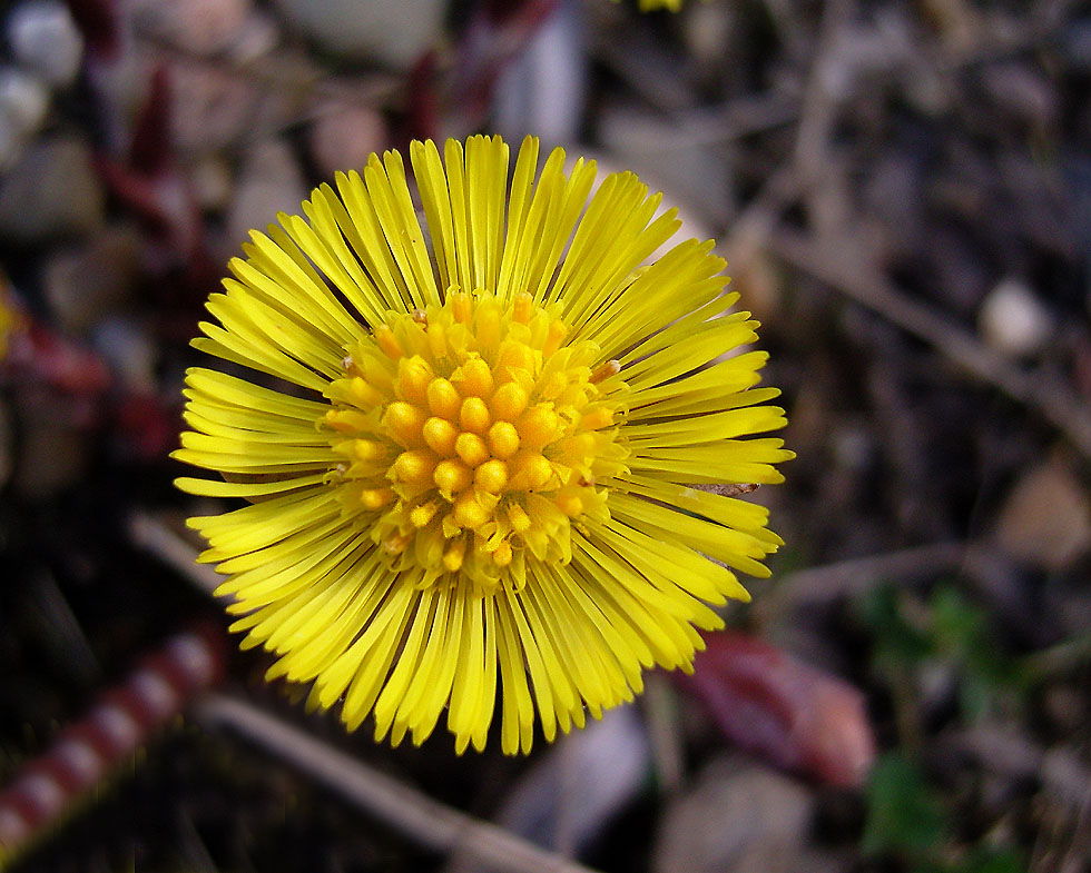 Der Gemeine Huflattich Foto & Bild pflanzen, pilze & flechten, blüten