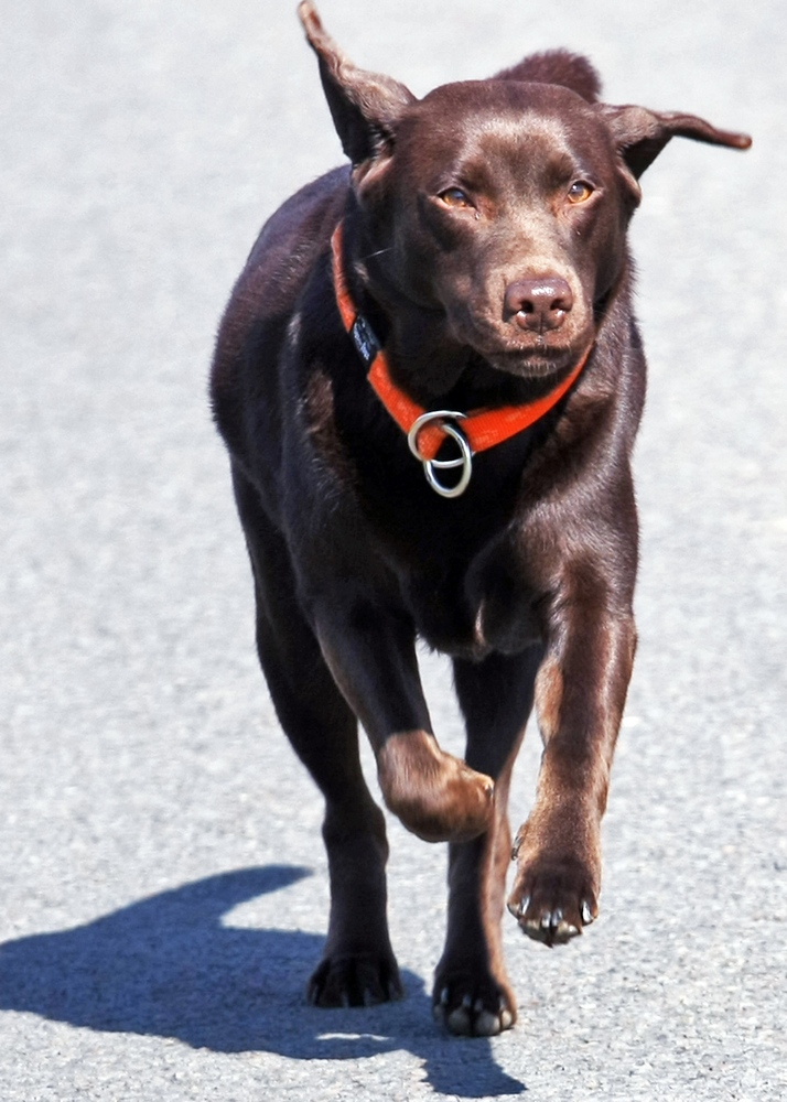 Der gemeine Labrador